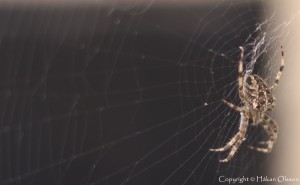 Spider